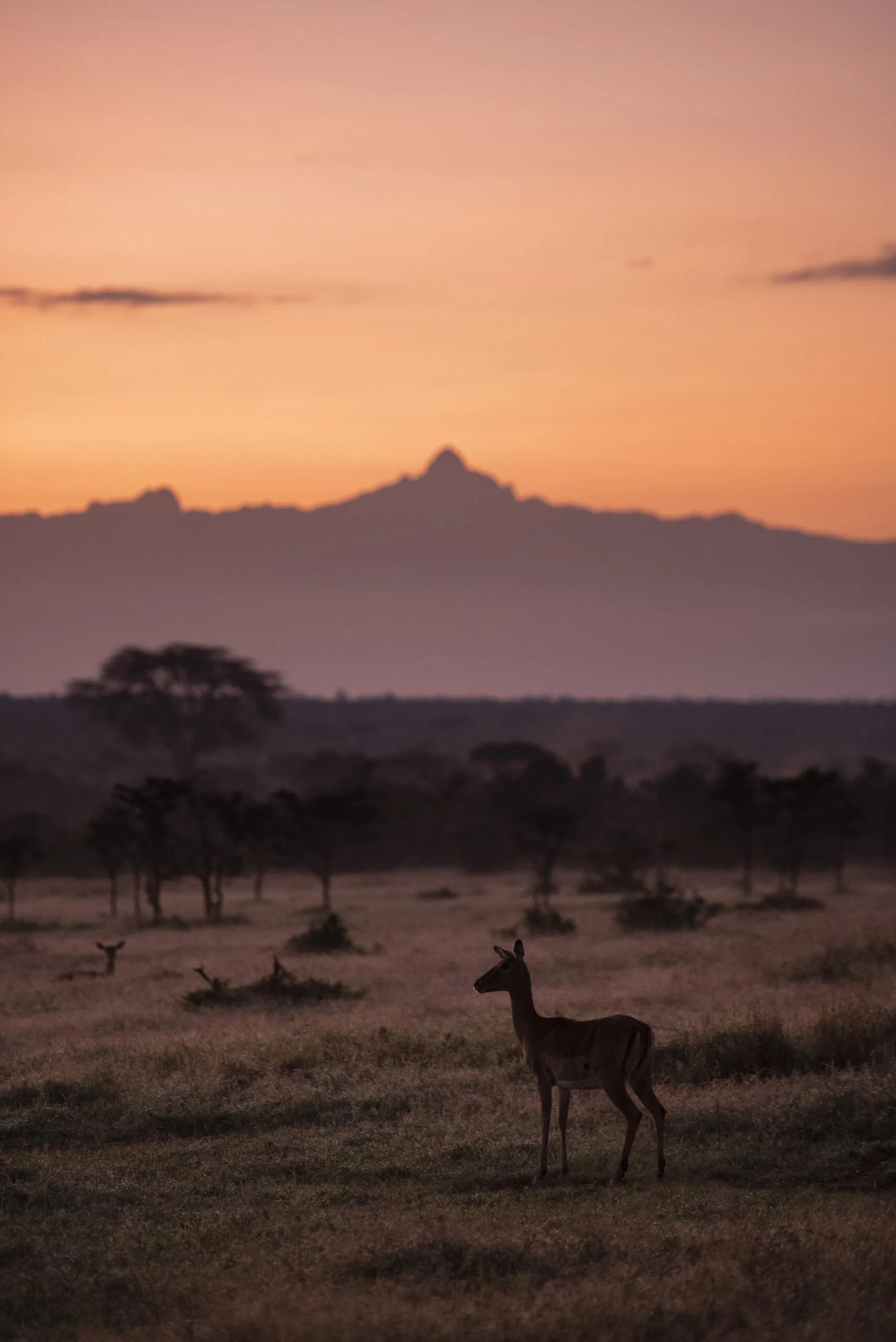 impala and mount kenya at sunrise at el karama ran 2022 03 08 23 49 24 utc scaled