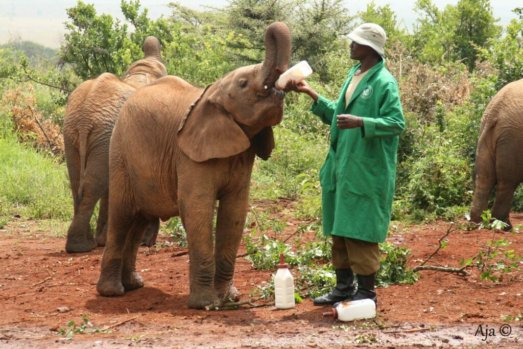 Sheldrick