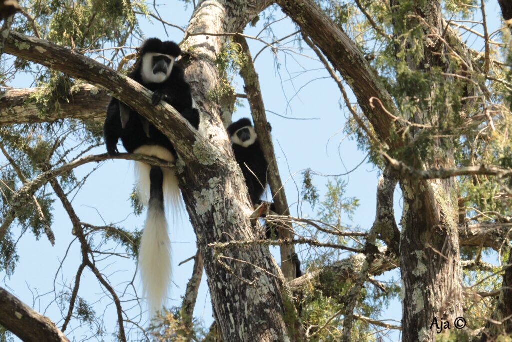 About Us – NORTHWEST ADVENTURE SAFARIS