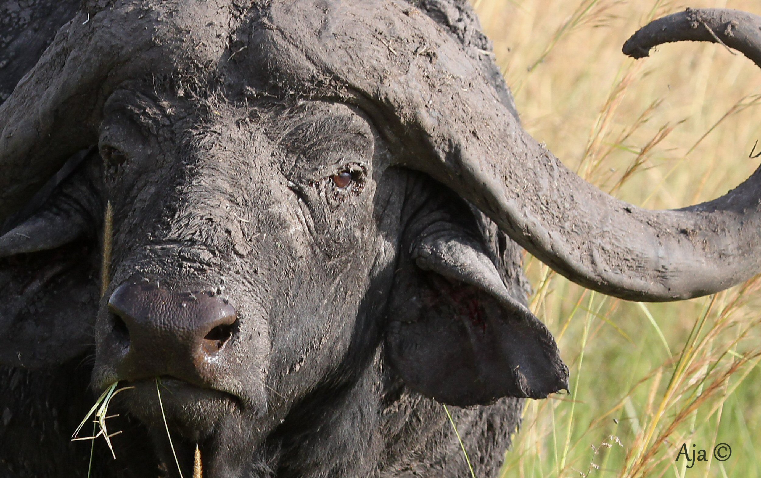 Mara 2015_CapeBuffalo