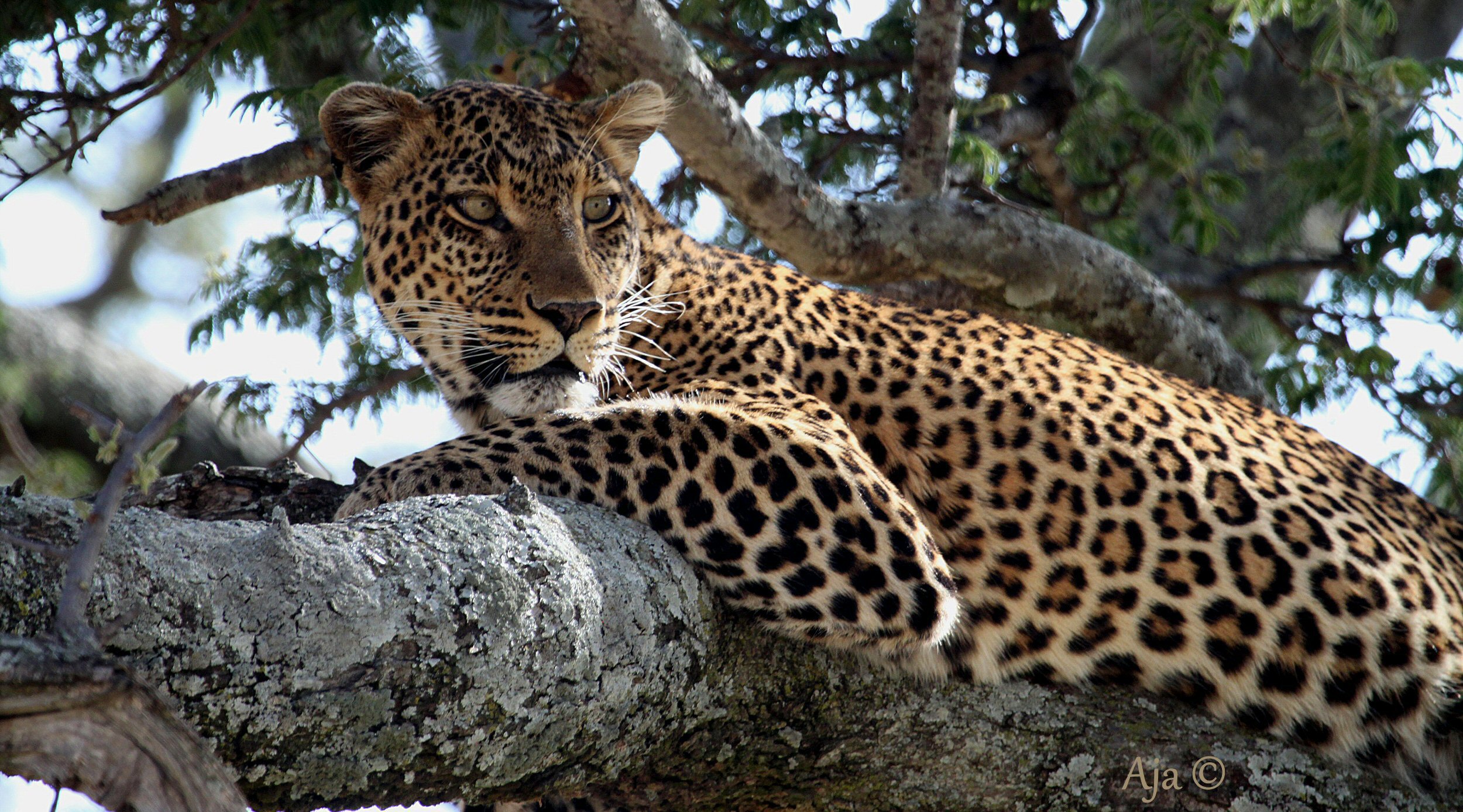 Mara 2015_231